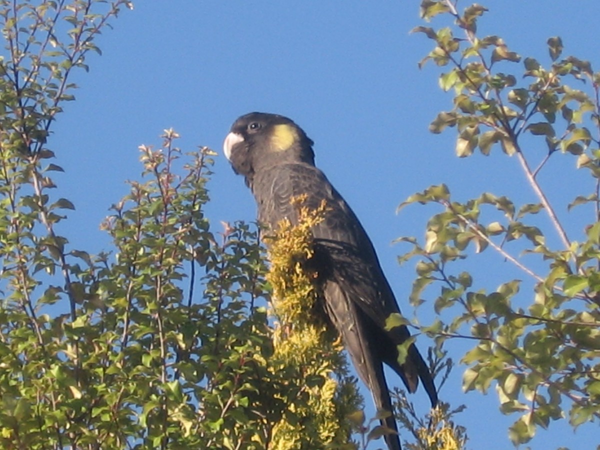 Kakadu žltochvostý - Calyptorhynchus funereus